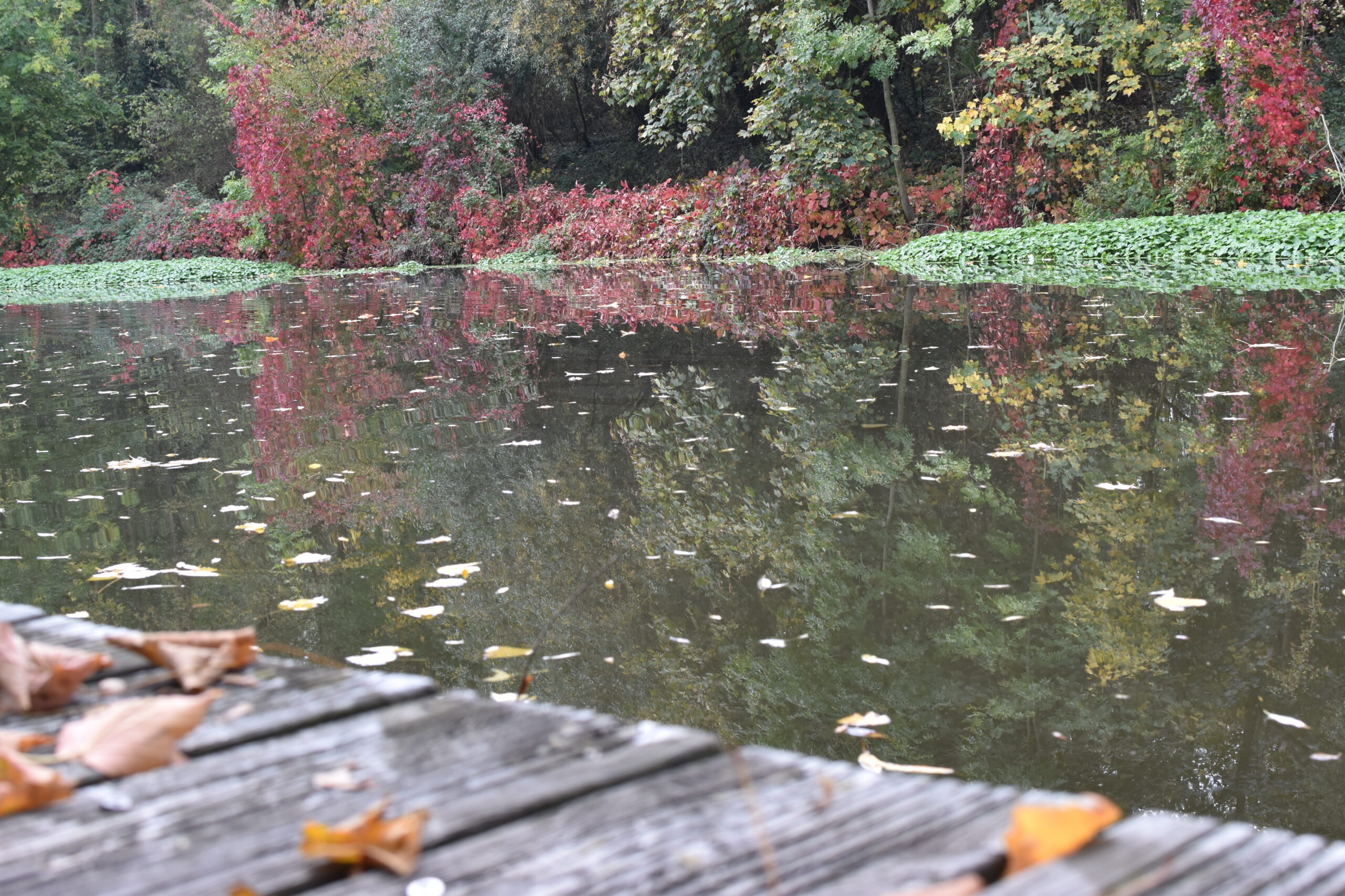 Lire la suite à propos de l’article Promenade automnale — Reflets d’automne