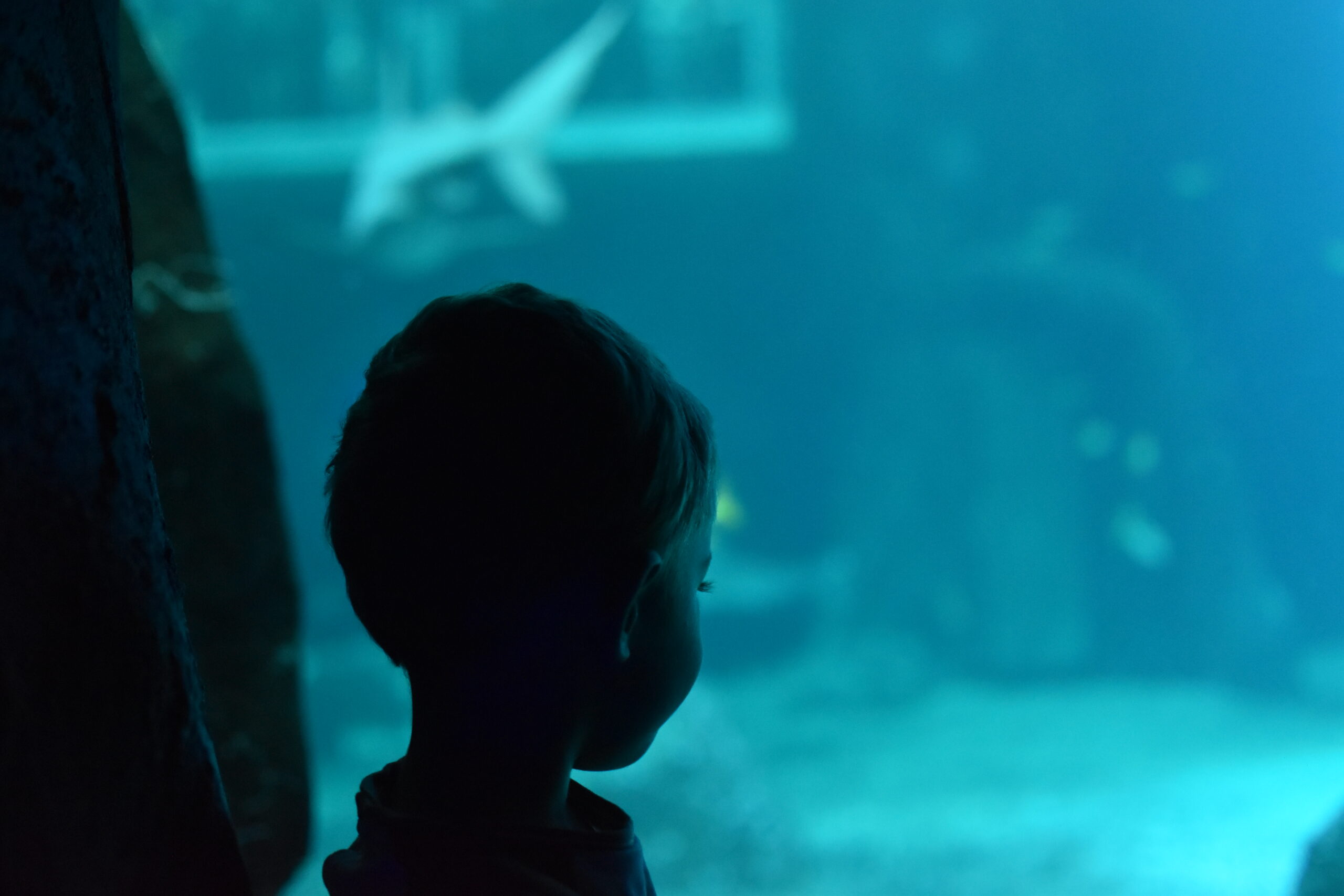 Lire la suite à propos de l’article Plein les yeux à Nausicaá : le plus grand aquarium d’Europe